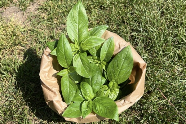 Basilico da pesto - sacchetto 250g