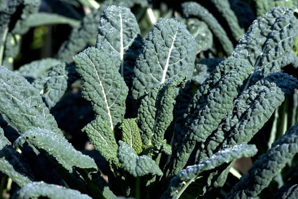 Cavolo Nero - 500g
