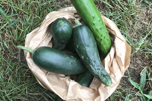 Cetrioli - 500g