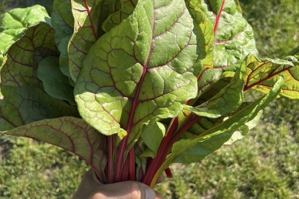 Coste colorate - 1 mazzo 