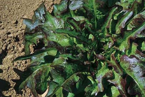 Lattuga Barba dei Frati - 500g