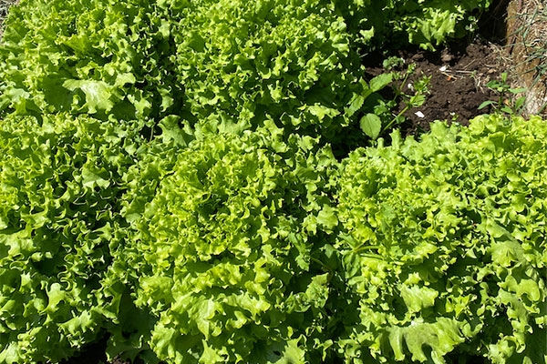 Lattuga Gentilina - 500g