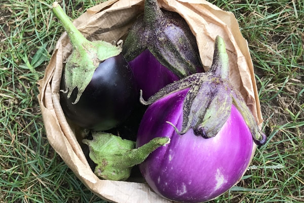 Melanzane - 500g