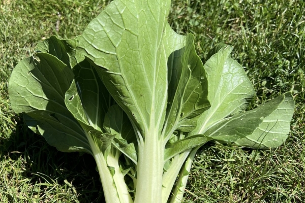 Pak-Choi - 1 cespo