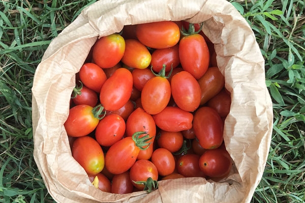 Pomodoro Datterino - 500g