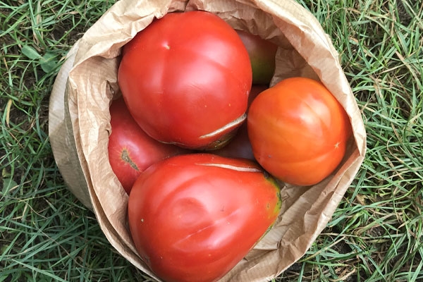 Pomodoro Cuore di Bue - 500g