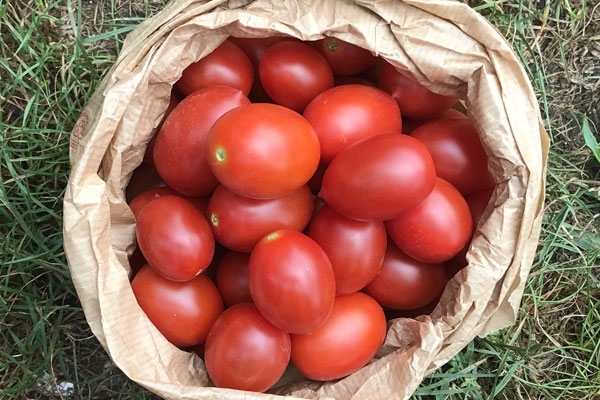 Pomodoro Vesuviano - 500g