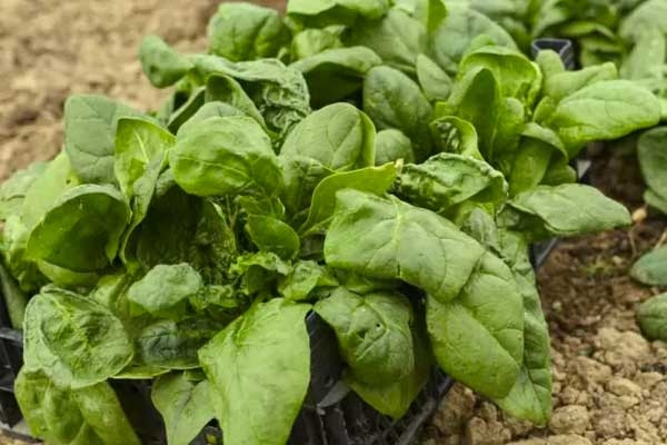 Spinaci - 500g